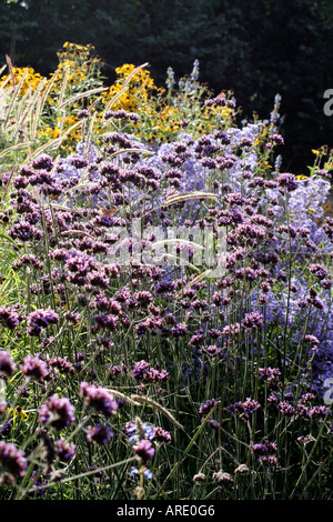 Verbena bonariensis Pennisetum incomptum Little Carlow Aster et Rudbeckia subtomentosa Banque D'Images