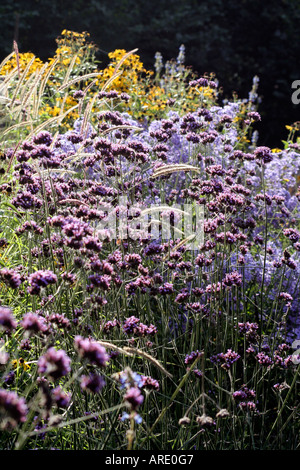 Fin septembre en Holbrook jardin et le soleil du matin illumine un ensemencement naturel Banque D'Images