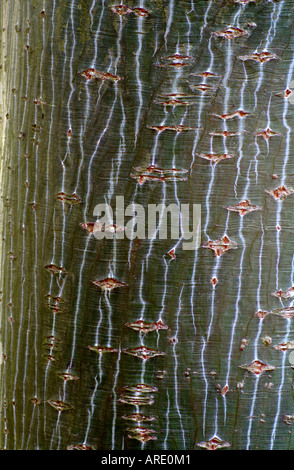 Acer capillipes en septembre de l'écorce Banque D'Images