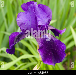 Violet iris flower close up Banque D'Images