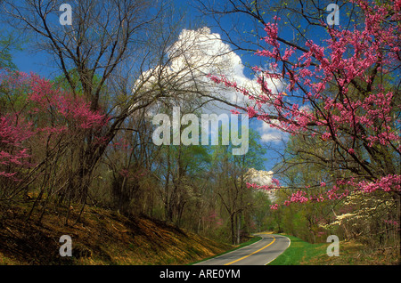 Redbud le long de Skyline Drive, Shenandoah National Park, Virginia, USA Banque D'Images