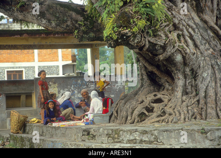 Lieu de rencontre de Pokhara sous l'arbre de banian Banque D'Images