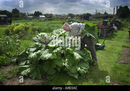 L'homme de la rhubarbe de récolte sur son attribution Royston Herts UK Banque D'Images