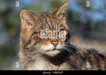 Scottish Wildcat Felis sylvestris à alerter le British wildlife centre Banque D'Images