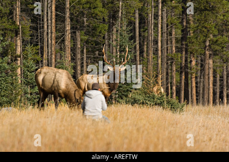 Un touriste se rendre à proximité d'un mâle sauvage dans le parc national Jasper Banque D'Images