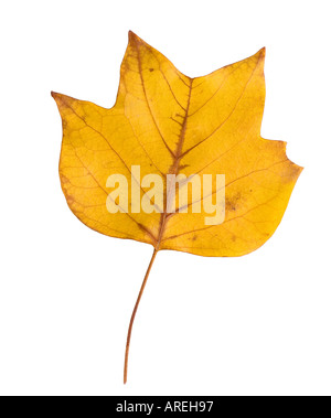La silhouette des feuilles d'automne sur fond blanc Banque D'Images
