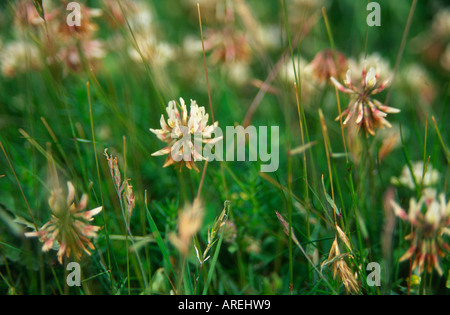Fleurs de trèfle blanc dans l'herbe pousse dans Butley, Suffolk, Angleterre Banque D'Images