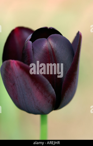 TULIPA REINE DE NUIT Banque D'Images