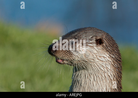 Loutre Lutra lutra close up of head Banque D'Images