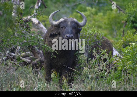 Buffalo dans le bush à Imfolozi Banque D'Images