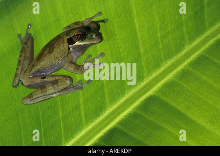 Smilisca phaeota rainette Nicaragua Banque D'Images