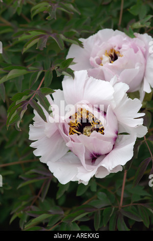 PAEONIA SUFFRUTICOSA PIVOINE ARBUSTIVE ROCKII SUBS Banque D'Images