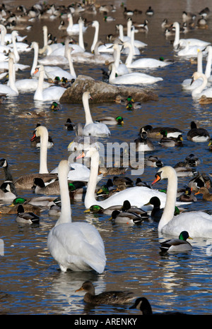 waterfawl Banque D'Images