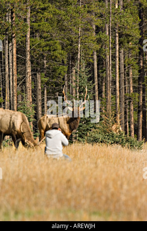 Un touriste se rendre à proximité d'un mâle sauvage dans le parc national Jasper Banque D'Images