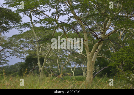 Forêt d'arbres de fièvre à la réserve de gibier de Mkuze Banque D'Images