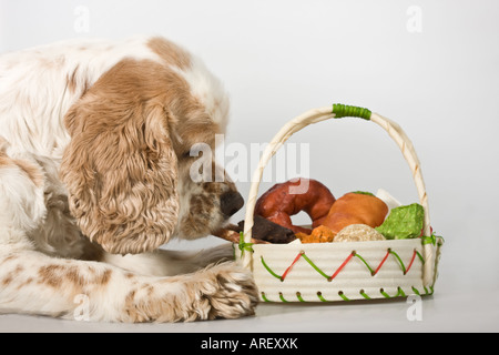 Gros plan de chien américain Cocker Spaniel avec un panier de gâteries biscuits biscuits biscuits commercial chiens nourriture pour la publicité personne horizontal aux États-Unis États-Unis haute résolution Banque D'Images