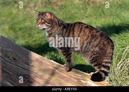 Scottish Wildcat Felis sylvestris à alerter le British wildlife centre Banque D'Images