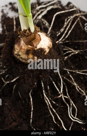 Gros plan du bulbe de fleur avec des racines dans le sol dans le jardin du dessus vue de dessus vue de dessus vers le bas très haute résolution aux États-Unis format vertical US haute résolution Banque D'Images