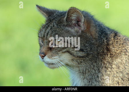 Scottish Wildcat Felis sylvestris à alerter le British wildlife centre Banque D'Images