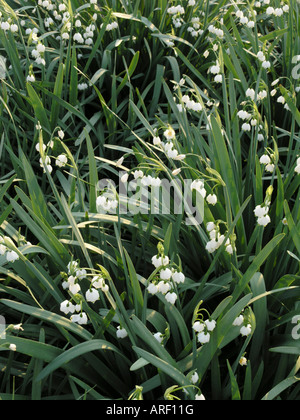 Flocon d'été (Leucojum aestivum) Banque D'Images