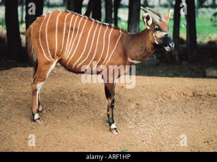 Jeune femelle antilope Bongo Jeu Ranch Mont Kenya Kenya Afrique de l'Est Banque D'Images