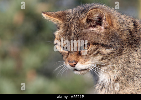 Scottish Wildcat Felis sylvestris à alerter le British wildlife centre Banque D'Images