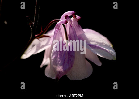 AQUILEGIA (Aquilegia vulgaris), alias Columbine ou Granny's Bonnet Banque D'Images