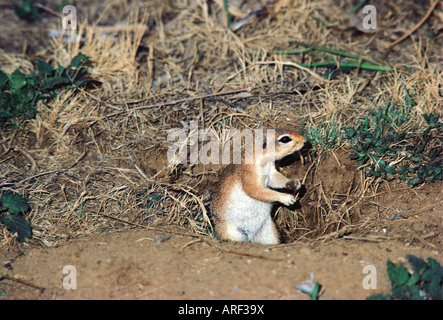 Unstriped ground squirrel RUTILUS HA83 à l'entrée de son terrier de la réserve nationale de Samburu, Kenya Afrique de l'Est Banque D'Images