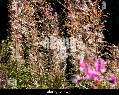 Rosebay Willowherb seedheads Epilobium angustifolium Banque D'Images