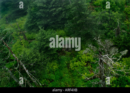 Regardant vers le bas sur des arbres, dans une clairière dans les montagnes de la Grande Smokie Montagnes dans Tennesse USA Banque D'Images