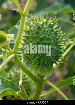 Stramoine (Datura stramonium) Banque D'Images