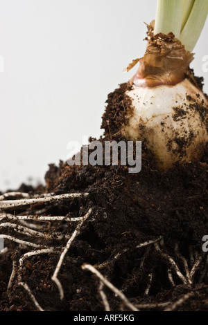 Gros plan de bulbe de fleur avec des racines dans le sol dans le jardin d'en haut gros plan vue très haute résolution aux États-Unis format vertical US haute résolution Banque D'Images