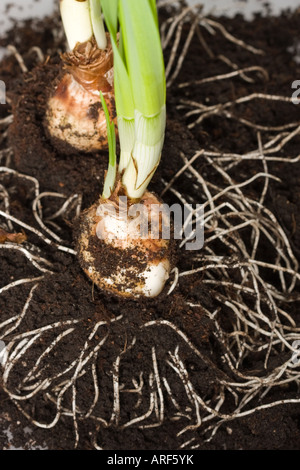 Gros plan de fleurs bulbes avec des racines dans le sol dans le jardin d'en haut vue de dessus vue de dessus gros plan personne aux États-Unis vertical haute résolution Banque D'Images