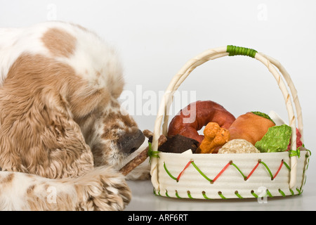 Gros plan de chien américain Cocker Spaniel avec un panier de gâteries biscuits biscuits biscuits commercial chiens nourriture pour la publicité personne horizontal aux États-Unis États-Unis haute résolution Banque D'Images