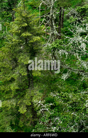 Regardant vers le bas sur les pins, certains couverts de mousse et de lichen dans les Great Smoky Mountains, North Carolina, USA Banque D'Images