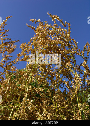 Jardin arroches (Atriplex hortensis) Banque D'Images