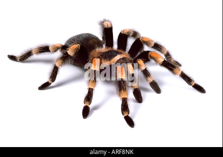 Genou-rouge tarentule Brachypelma smithii Banque D'Images