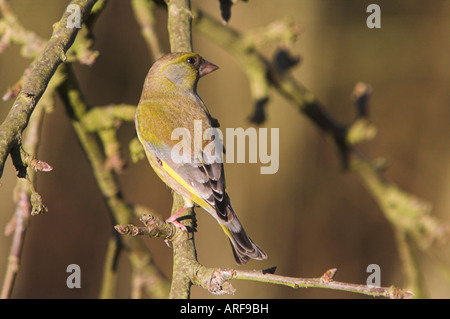 Verdier Carduelis chloris sur apple tree Banque D'Images