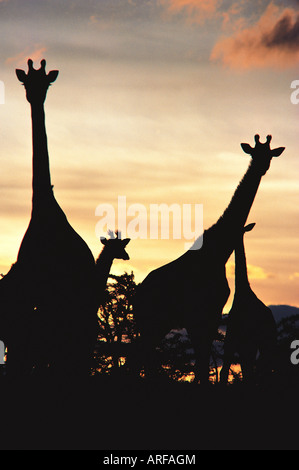 Les Masais Girafe silhouetté contre le ciel coucher de Pékin, près de Ngong Hills Kenya Afrique de l'Est Banque D'Images