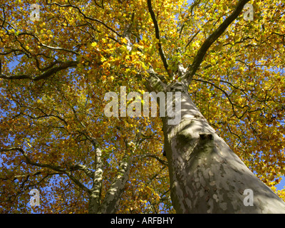 Plan commun (Platanus x hispanica) Banque D'Images