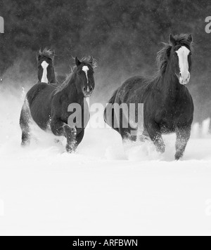 Les images des trois chevaux qui courent à travers le Montana snow en noir et blanc. Banque D'Images