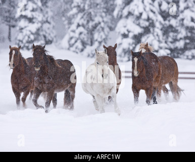 Chevaux qui courent dans la neige du Montana. Banque D'Images