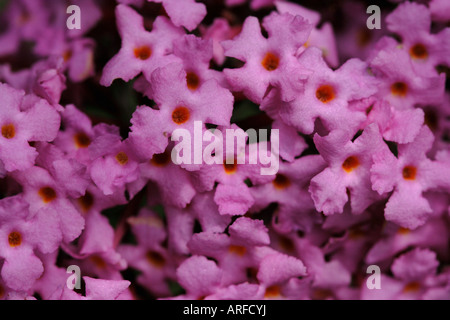 Bouddleia (Buddleja davidii) Banque D'Images