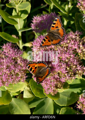 Showy stonecrop Sedum spectabile (syn. hylotelephium spectabile) et les petites écailles de tortue (aglais urticae) Banque D'Images