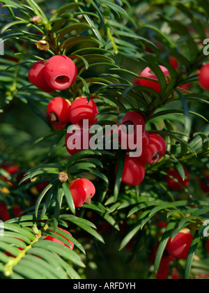 L'if commun (Taxus baccata) Banque D'Images