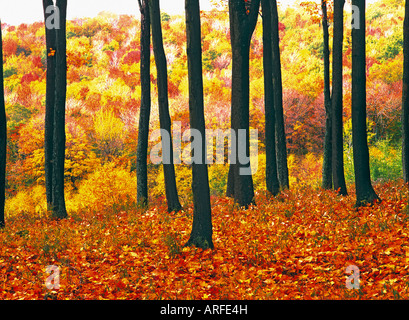 Feuillage d'automne lumineux Banque D'Images