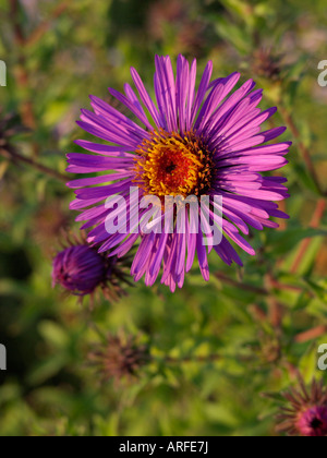 New England Aster (Aster novae-angliae) Banque D'Images