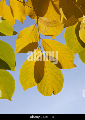 Kentucky (cladrastis kentukea bois jaune syn. cladrastis lutea) Banque D'Images