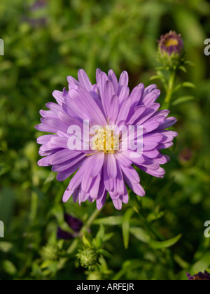 Bushy Aster (Aster dumosus 'lady in Blue') Banque D'Images
