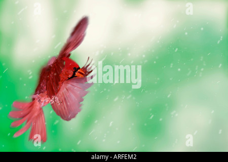 Le Cardinal rouge mâle (Cardinalis cardinalis) voler en pleine tempête, Missouri USA Banque D'Images